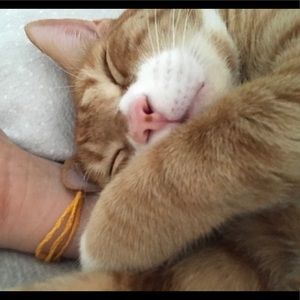 Meet your Posher, Annalise